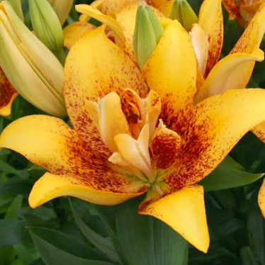 Лілія азіатська махрова Double Nugget 12/14