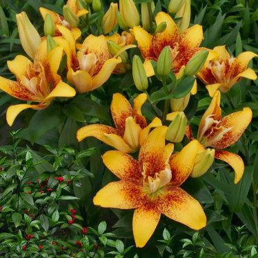 Лілія азіатська махрова Double Nugget 12/14