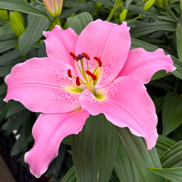 Лілія орієнтальна Emani 14/16