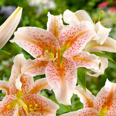 Лілія тигрова орієнтальна Salmon Party 12/14