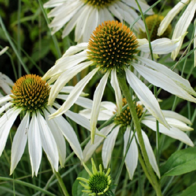 Эхинацея Purpurea White Swan