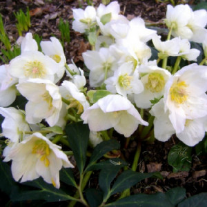 Морозники (Helleborus)