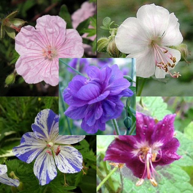 Герань многолетняя морозоустойчивая (Geranium)  25 шт