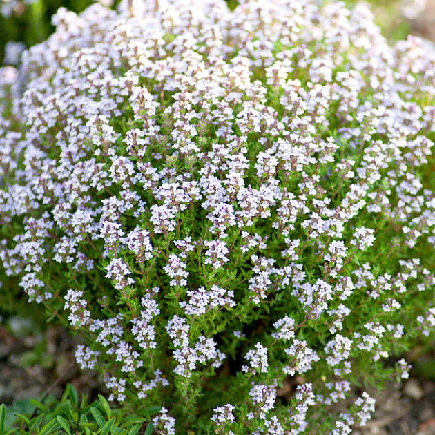 Тимьян (чабрец) обычный Thymus vulgaris  (контейнер 0.5 л)