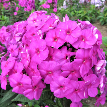 Флокс Flame Purple контейнер 0.5 л