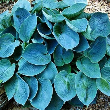 Хоста Blue Cadet (контейнер 1 л)