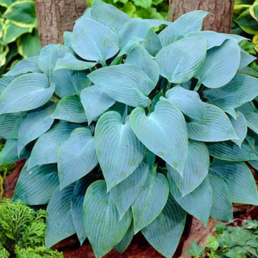 Хоста Canadian Blue (контейнер 1 л)