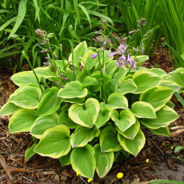 Хоста Golden Tiara (контейнер 0.5 л)