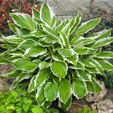 Хоста Undulata Albomarginata (контейнер 1 л)