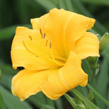 Лілійник Yellow Lollipop