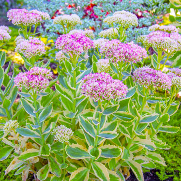 Седум Elsie's Gold (контейнер 0.5 л)