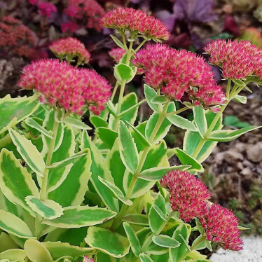 Седум Elsie's Gold (контейнер 0.5 л)