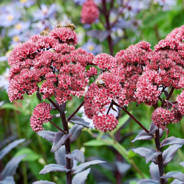 Седум Red Cauli (контейнер 0.5 л)