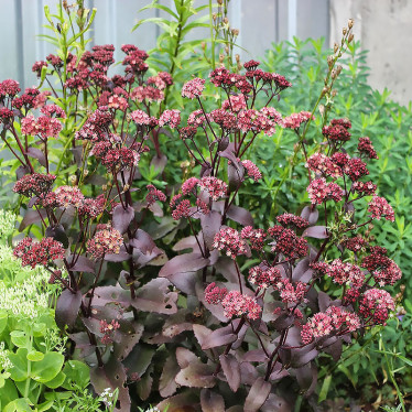 Седум Xenox (контейнер 0.5 л)