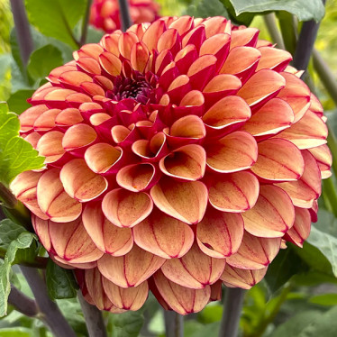 Георгина Creme de Cognac