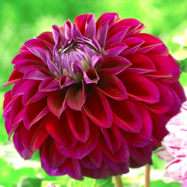 Жоржина високоросла Diva