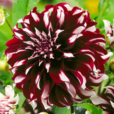 Георгина Mystery Day