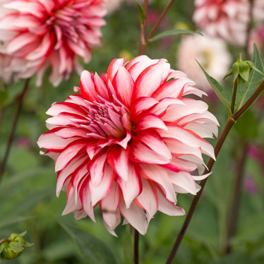 Георгина высокорослая Santa Claus