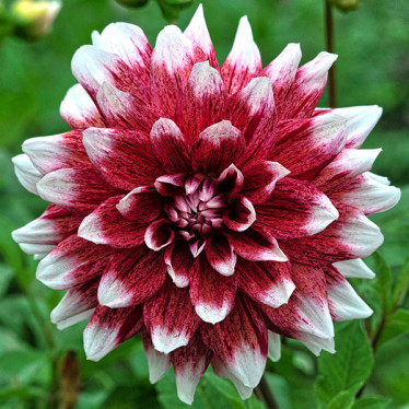 Жоржина високоросла Striped Duet