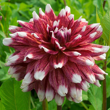 Жоржина високоросла Striped Duet