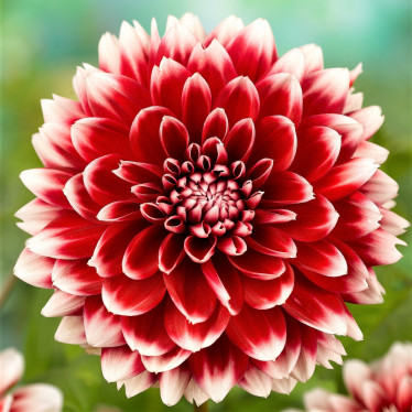Георгина фимбриата Red and White Fubuki