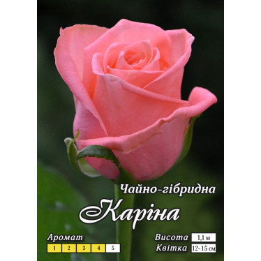 Роза Карина Ч/Г класс А
