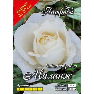 Роза ч/г Аваланж (контейнер)