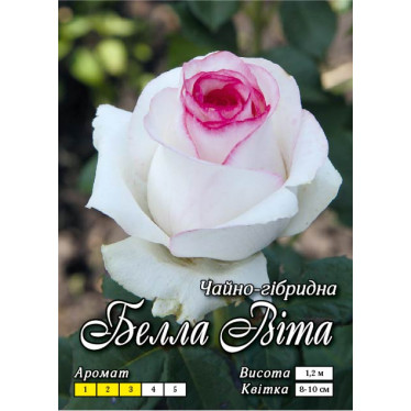Роза ч/г Белла Вита (контейнер)