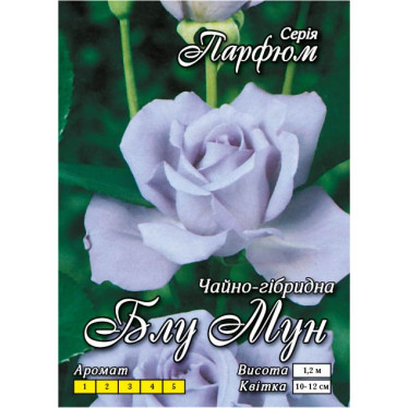 Роза ч/г Блу Мун (контейнер)