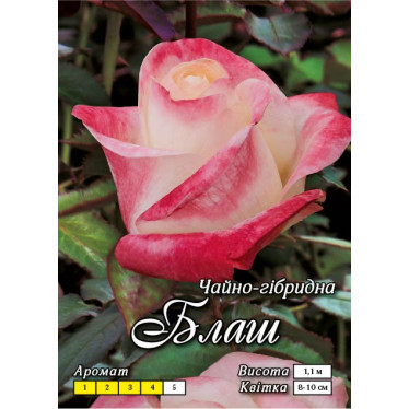 Роза ч/г Блаш (контейнер)