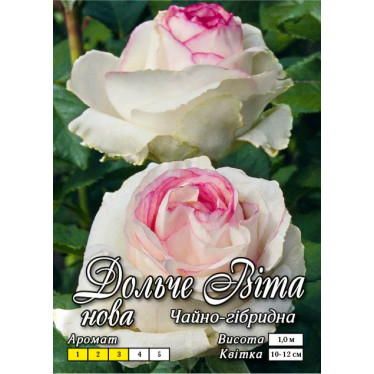 Роза ч/г Дольче Вита Нью (контейнер)