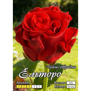 Троянда ч/г Ельтора клас АА