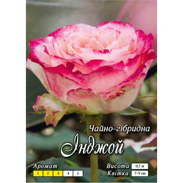 Роза ч/г Инджой класс А