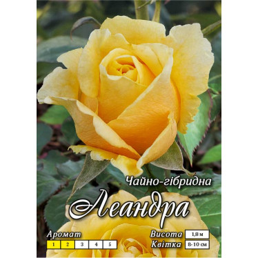 Роза ч/г Леандра (контейнер)