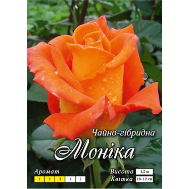 Роза ч/г Моника класс А
