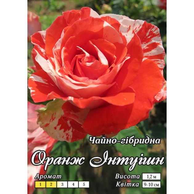 Троянда Оранж Інтуішн Ч/Г клас А
