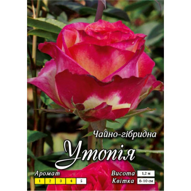 Роза ч/г Утопия (контейнер)