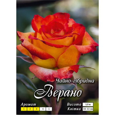 Роза ч/г Верано (контейнер)