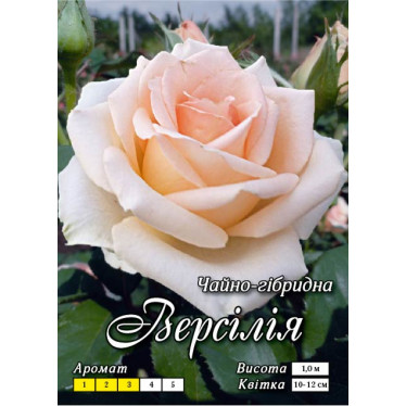 Роза ч/г Версилия (контейнер)