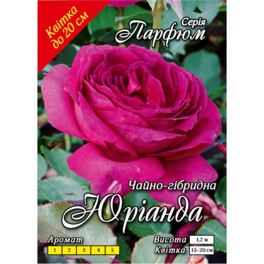 Роза ч/г Юрианда  класс АА