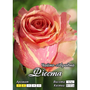 Роза Фиеста Ч/Г класс  АА