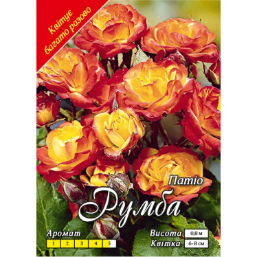 Роза патио Румба (контейнер)