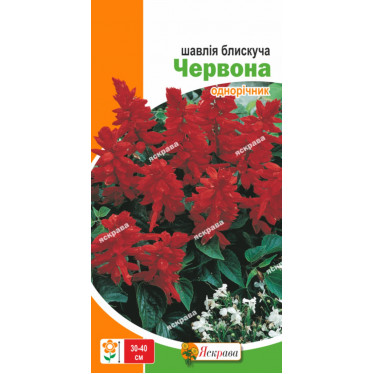 Шалфей блестящий Красный 0.1 г