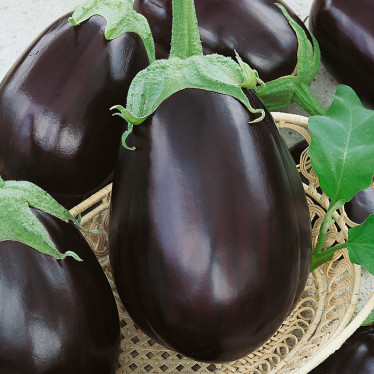 Баклажан Чёрный красавец весовой (семена) 1кг Баклажан Чёрный красавец весовой (семена) 1кг