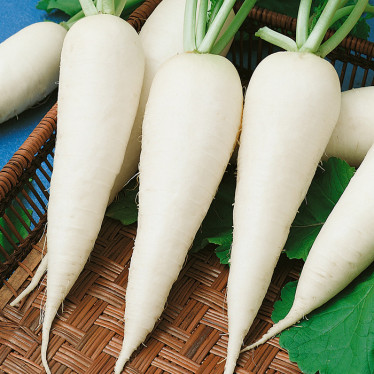 Редис Дайкон Агата весовая (семена) 1 кг Редис Дайкон Агата весовая (семена) 1 кг