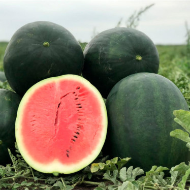 Кавун Лахат ваговий (насіння) 1кг Кавун Лахат ваговий (насіння) 1кг