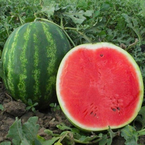 Кавун Тамерлан ваговий (насіння) 1 кг - оптом Кавун Тамерлан ваговий (насіння) 1 кг - оптом