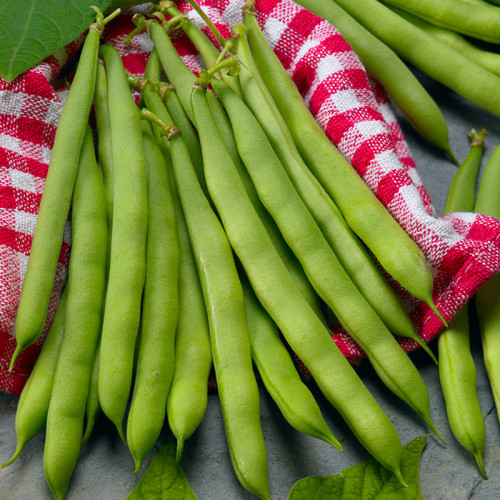 Квасоля спаржева Saxa вагова (насіння) 1кг - оптом Квасоля спаржева Saxa вагова (насіння) 1кг - оптом