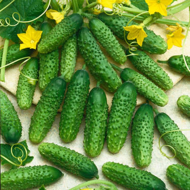 Огурец Альхамбра весовой (семена) 1кг Огурец Альхамбра весовой (семена) 1кг