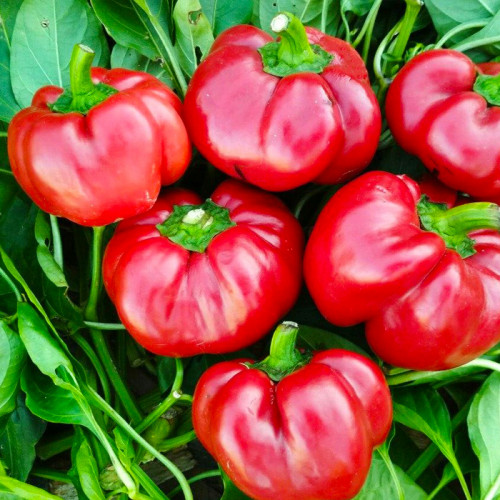 Перец Ратунда красный весовой (семена) 1 кг - оптом Перец Ратунда красный весовой (семена) 1 кг - оптом